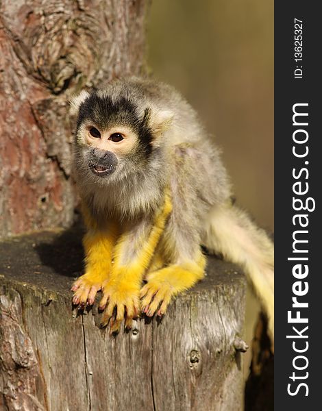 Animals: Little black capped squirrel monkey begging for food