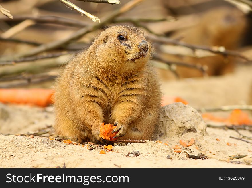 Animals: Prairie dog holding a carrot and looking to the right