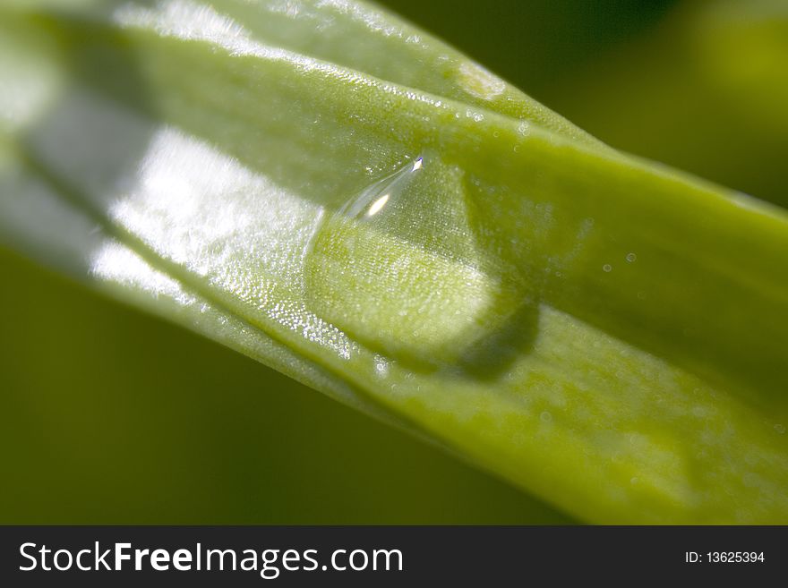 A close up in a water drop in a green leaf