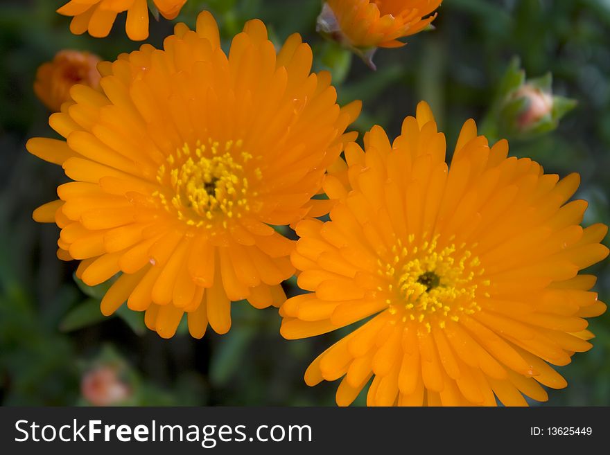 Beautiful Orange flower macro with some blur