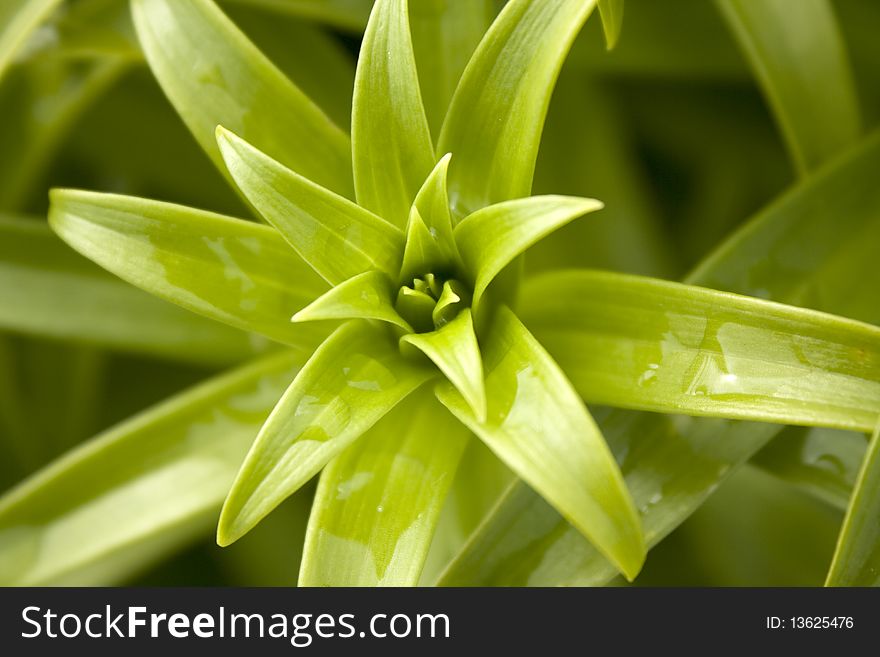 A closeup in a green plant; Full frame.