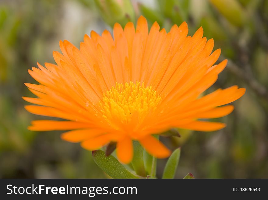 Beautiful Orange flower macro with some blur