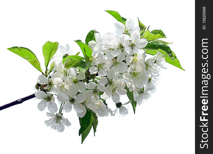 Flowers of cherry isolated on white background. Flowers of cherry isolated on white background.