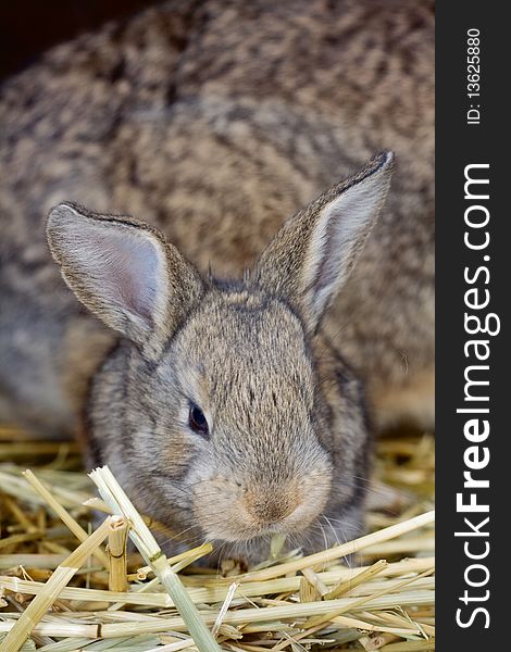 Portrait of a small eared rabbits. Portrait of a small eared rabbits