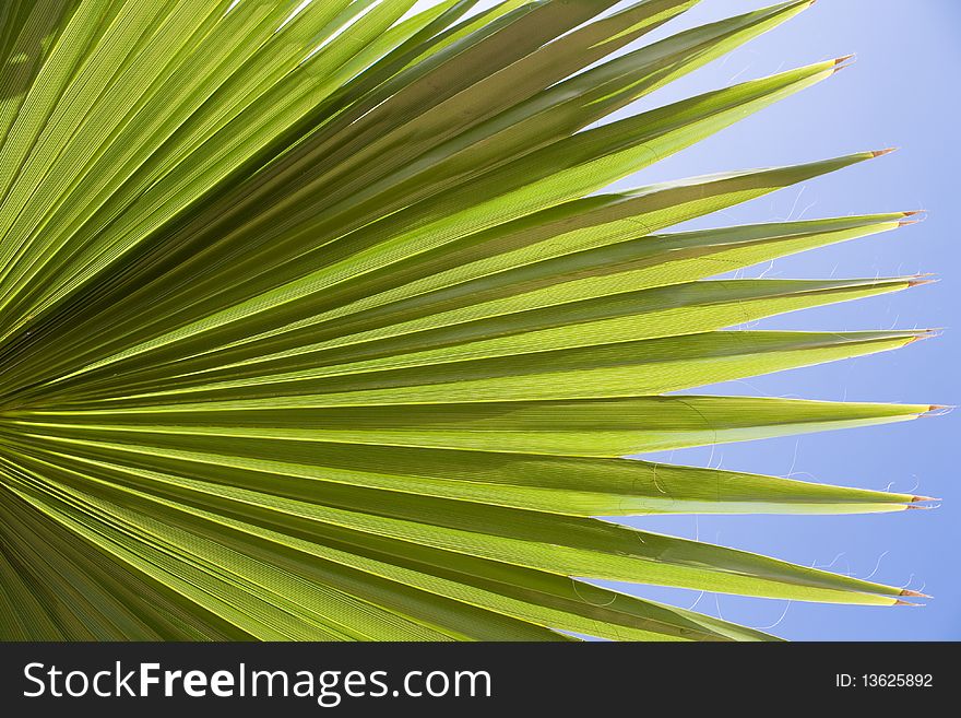 Down view on a leaf from a palm tree. Down view on a leaf from a palm tree