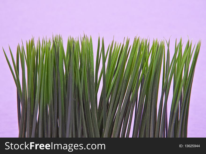 Bright green grass on a purple background.