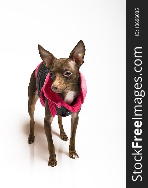 Picture Of A Funny Curious Toy Terrier Dog