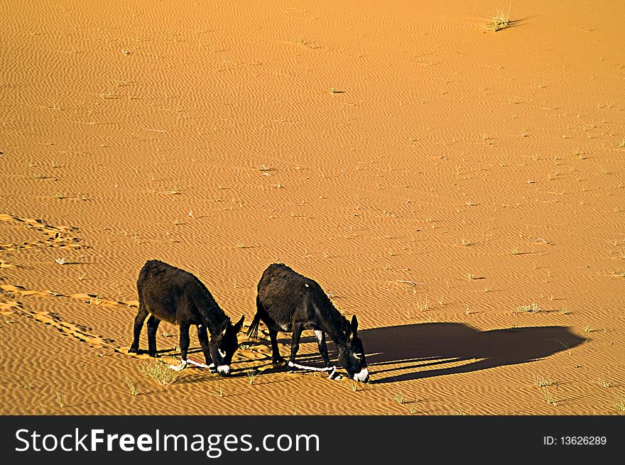 Two donkeys on the desert