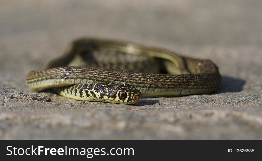 Close up of a grass snake.