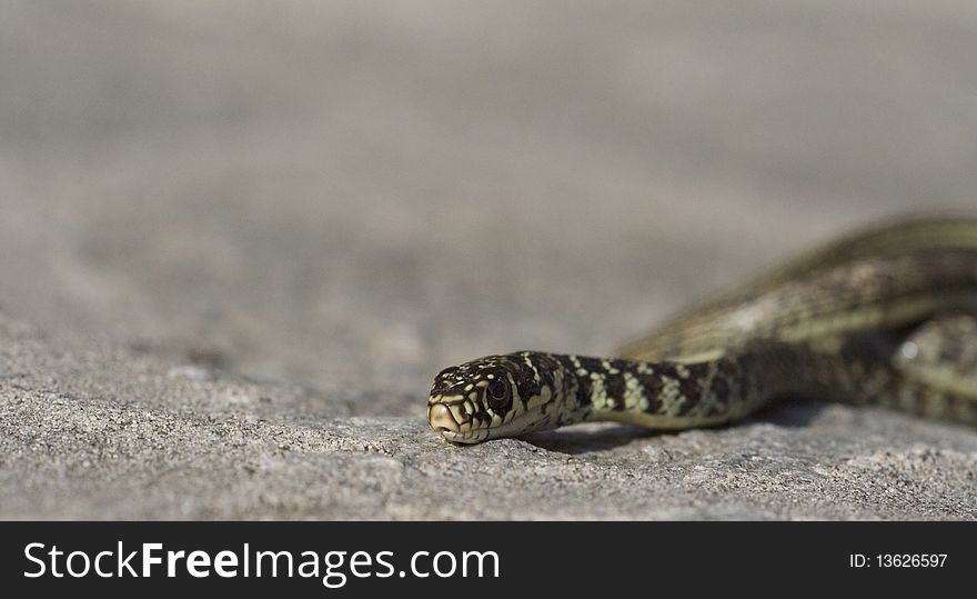 Close up of a grass snake.