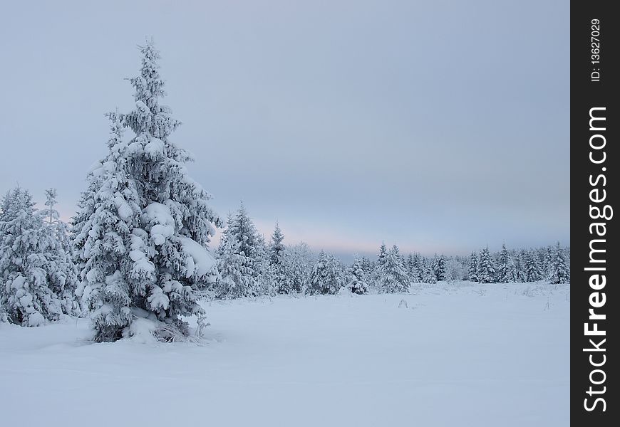 Winter landscape by forest with clearing sky and very snowy trees, Estonia