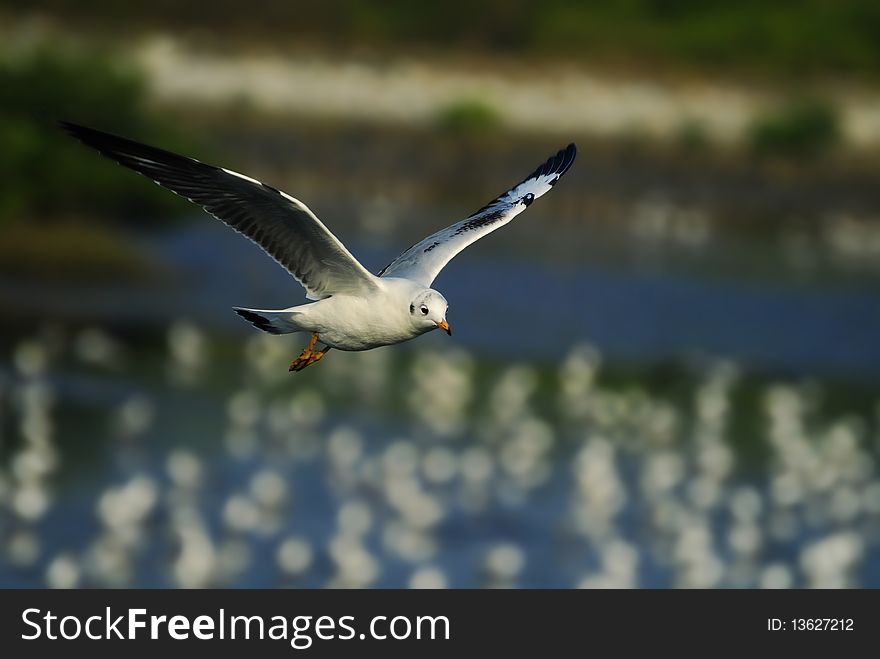 A seagull in flying action. A seagull in flying action