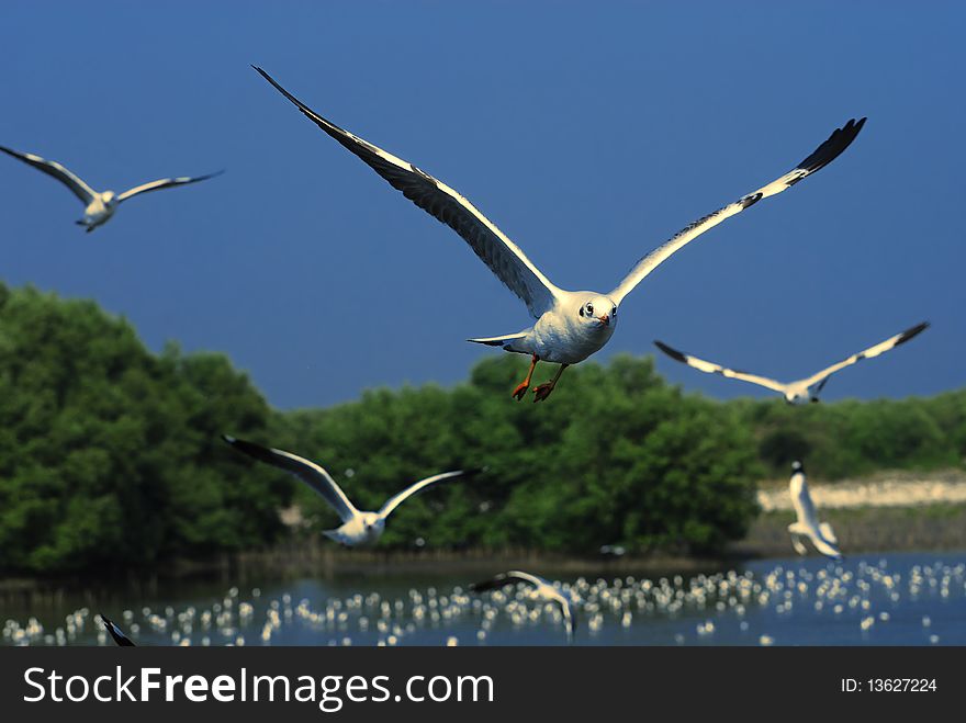 A seagull in flying action. A seagull in flying action