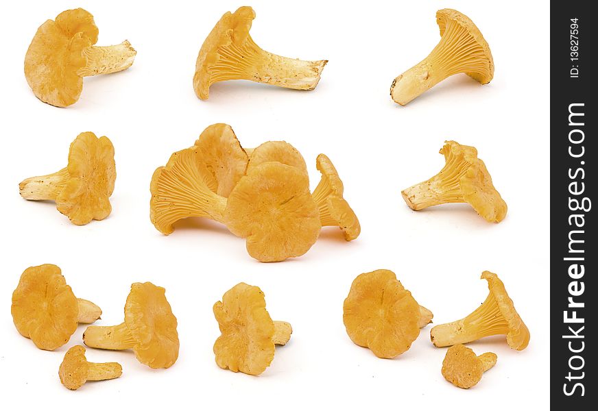 Chanterelles