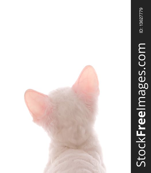 A cute white Cornish Rex kitten on a white background with plenty of copy space. A cute white Cornish Rex kitten on a white background with plenty of copy space