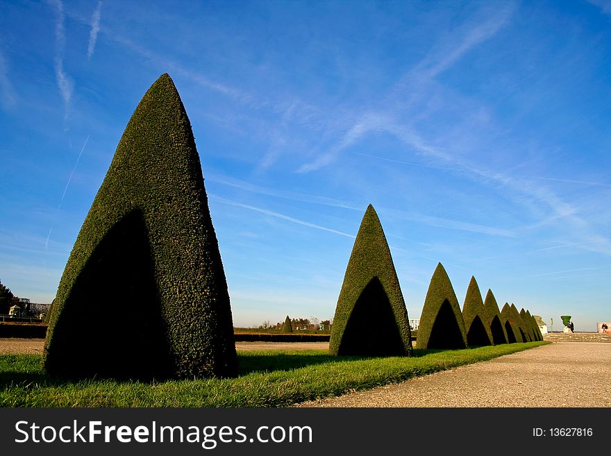 Line of conic trees in versailles, paris, france. Line of conic trees in versailles, paris, france