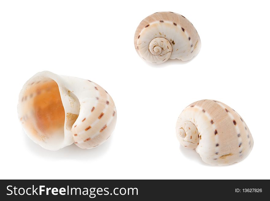 Sea shell isolated on white background. Sea shell isolated on white background.