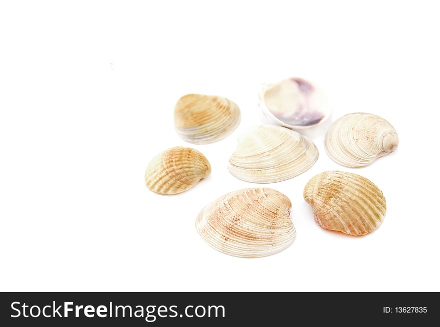 Sea shell isolated on white background. Sea shell isolated on white background.