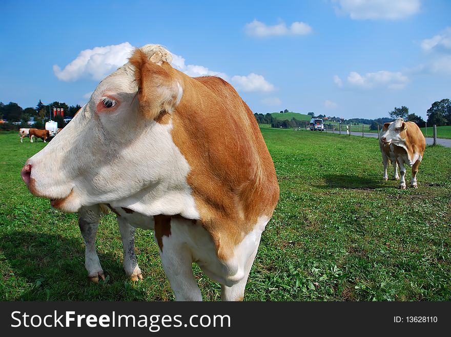 Cows on the meadow looking on the side