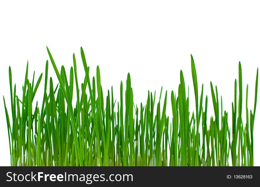 Young green wheat on a white background