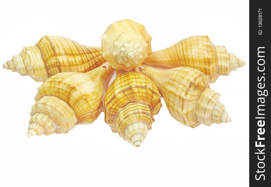 Two yellow sea shells hemifusus tuba isolated. Two yellow sea shells hemifusus tuba isolated
