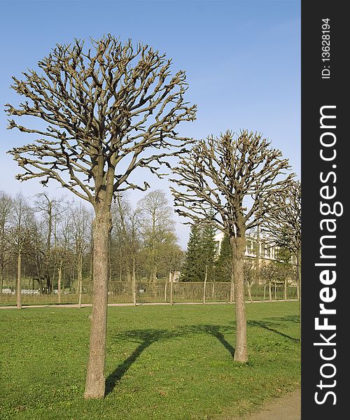 Two trimmed spring trees in a park. Two trimmed spring trees in a park