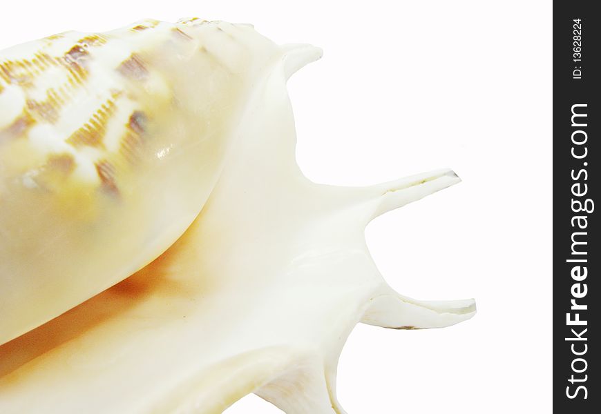 Large sea shell lambis