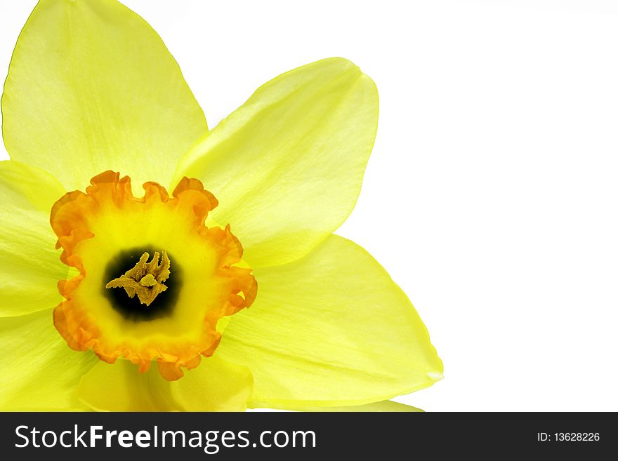 Narcissus poēticus - close up of e narcissus isolated on white background