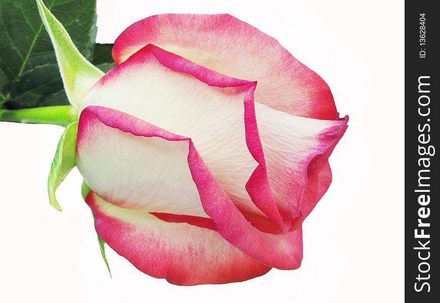 Pink and white rose isolated on white background. Pink and white rose isolated on white background