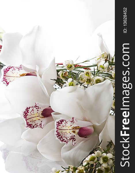 Beautiful white - pink orchid close up shoot