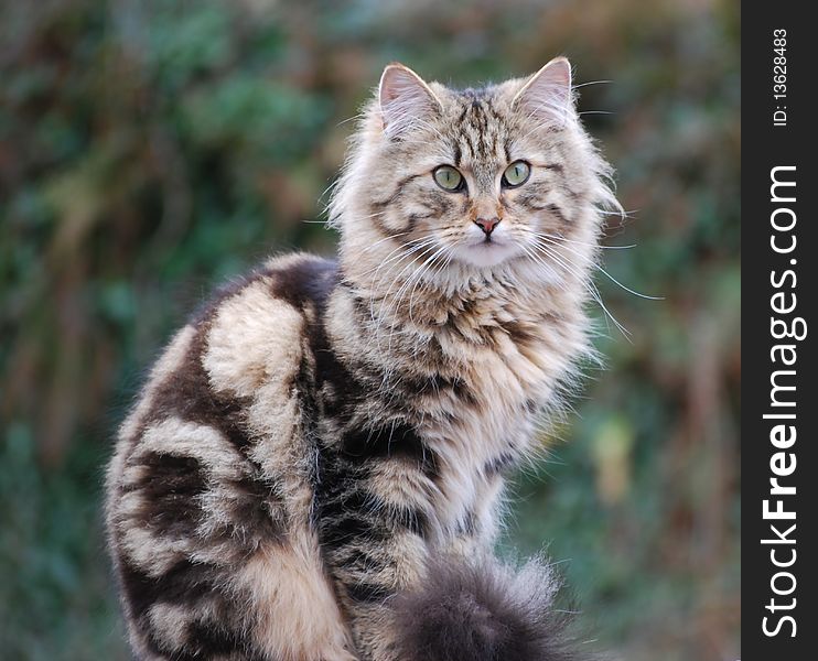 A cat sitting on a rock in a perfect position. A cat sitting on a rock in a perfect position