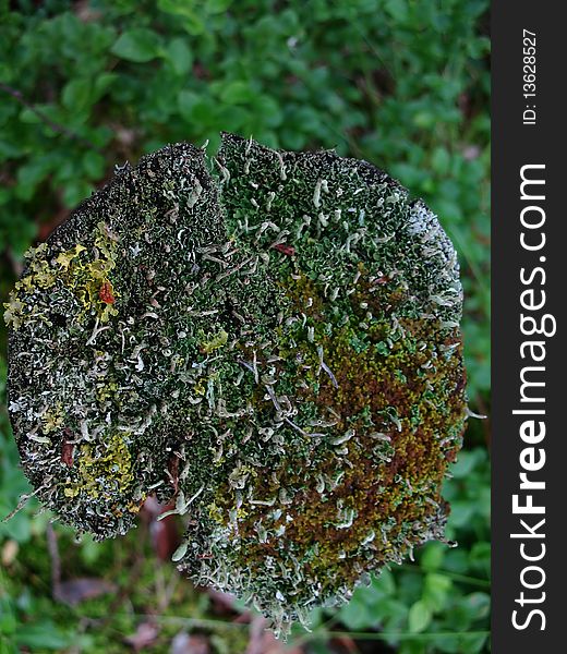 Stump with moss and lichen in forest. Stump with moss and lichen in forest