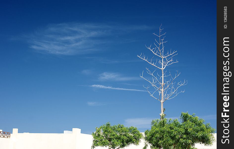Dried tree in the blue sky background