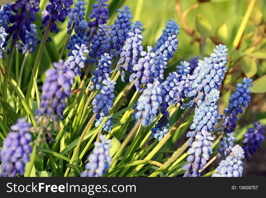 Muscari botryoides