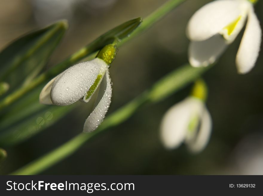 Snowdrop Flowers In Wood