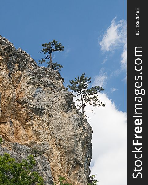 Two pine-trees on a high cliff, view from below. Two pine-trees on a high cliff, view from below