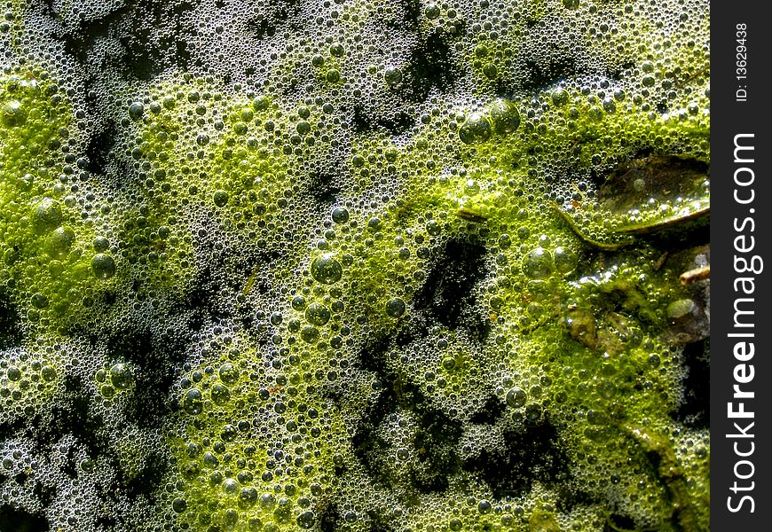 Photo of green cilia in water