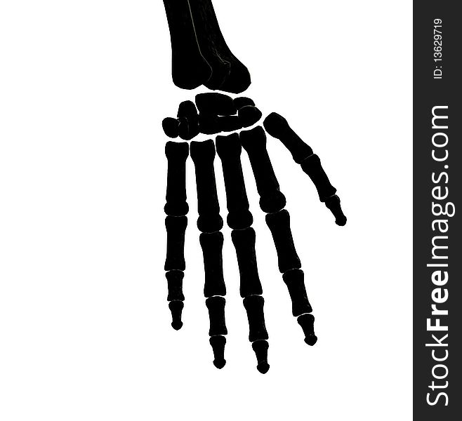 Silhouette of the bones in the hand of a skeleton. Silhouette of the bones in the hand of a skeleton