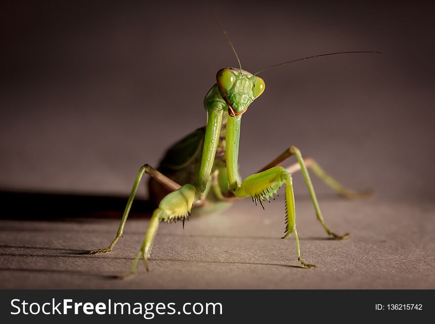 Amazing macro shot of a green mantis on an isolated background in the Studio