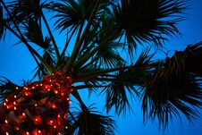 Upward Shot Of Tall Palm Tree Under Blue Sky. Tiny LED Lights Glittering Around The Trunk. Cable Wire Hanging Low Stock Image
