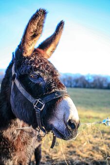 Donkeys Farm Animal Brown Colour Close Up Royalty Free Stock Photography