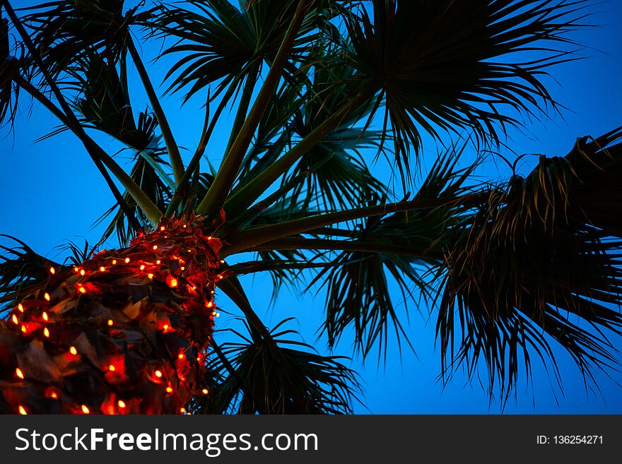 Upward Shot of Tall Palm Tree under Blue Sky. Tiny LED Lights Glittering around the Trunk. Cable Wire Hanging Low