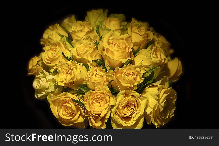 Yellow, Flower, Rose, Rose Family