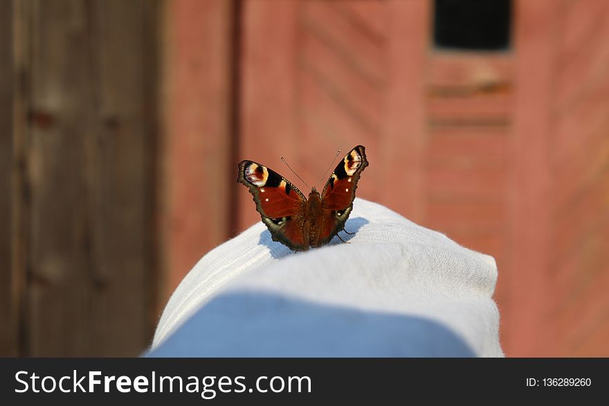 Butterfly, Moths And Butterflies, Insect, Invertebrate