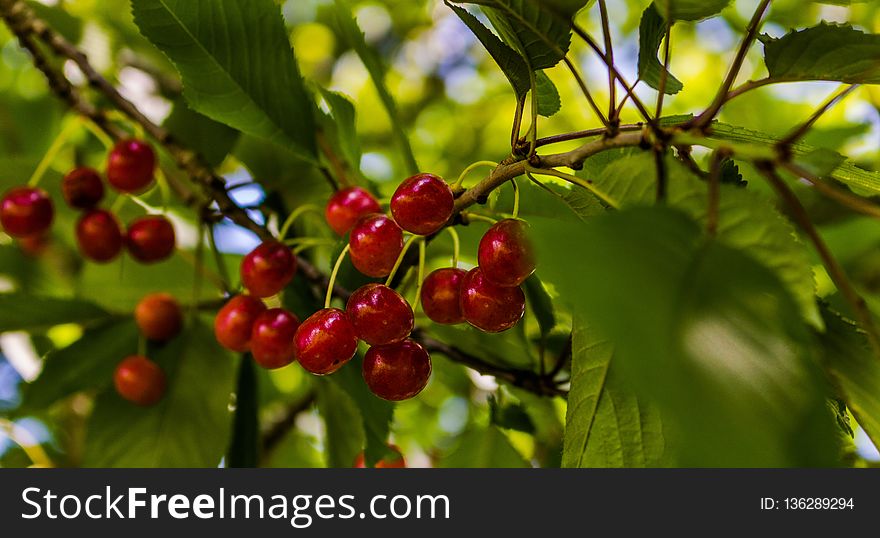 Cherry, Fruit, Berry, Plant