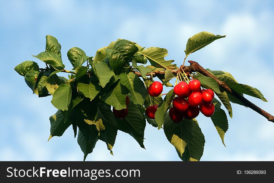Cherry, Fruit, Leaf, Plant