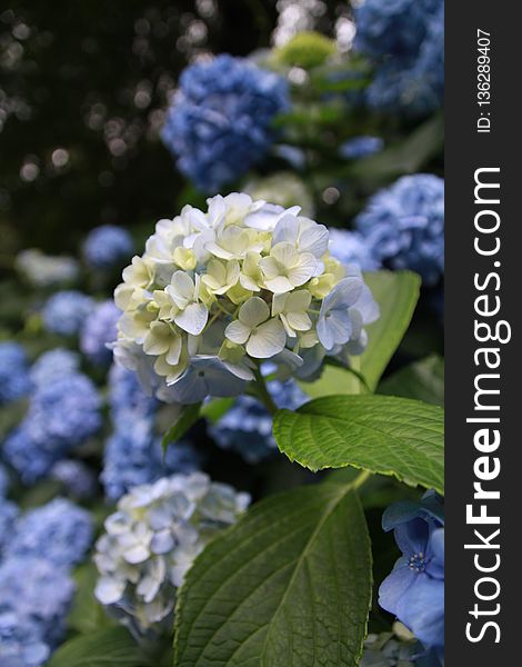 Flower, Blue, Plant, Hydrangea