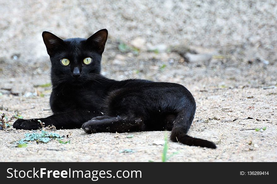 Cat, Black Cat, Mammal, Small To Medium Sized Cats