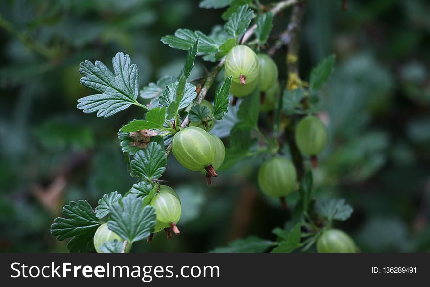 Gooseberry, Plant, Berry, Fruit