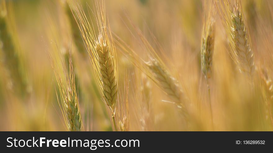 Food Grain, Wheat, Field, Barley
